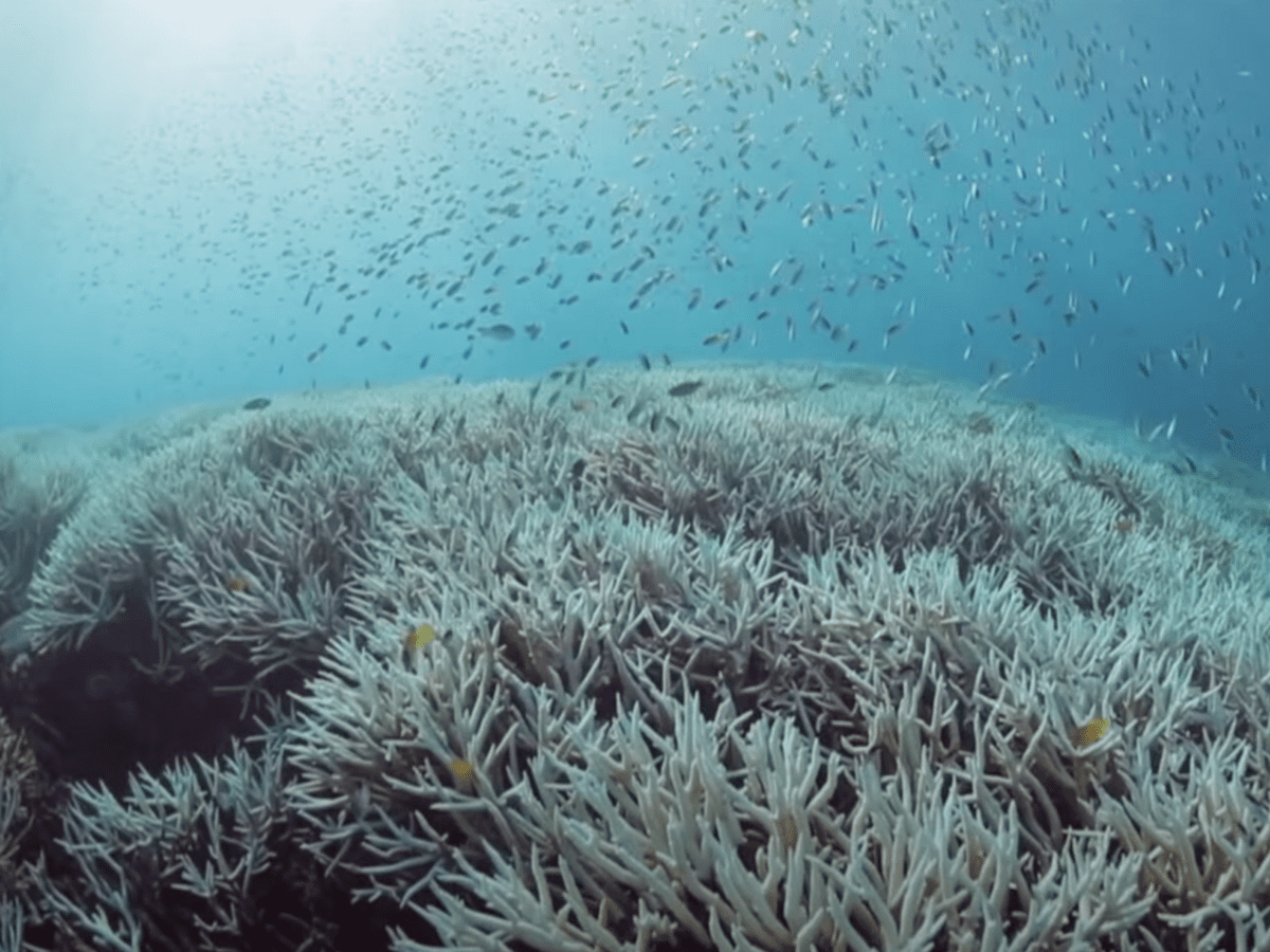 A mass bleaching of coral reefs is once again underway globally