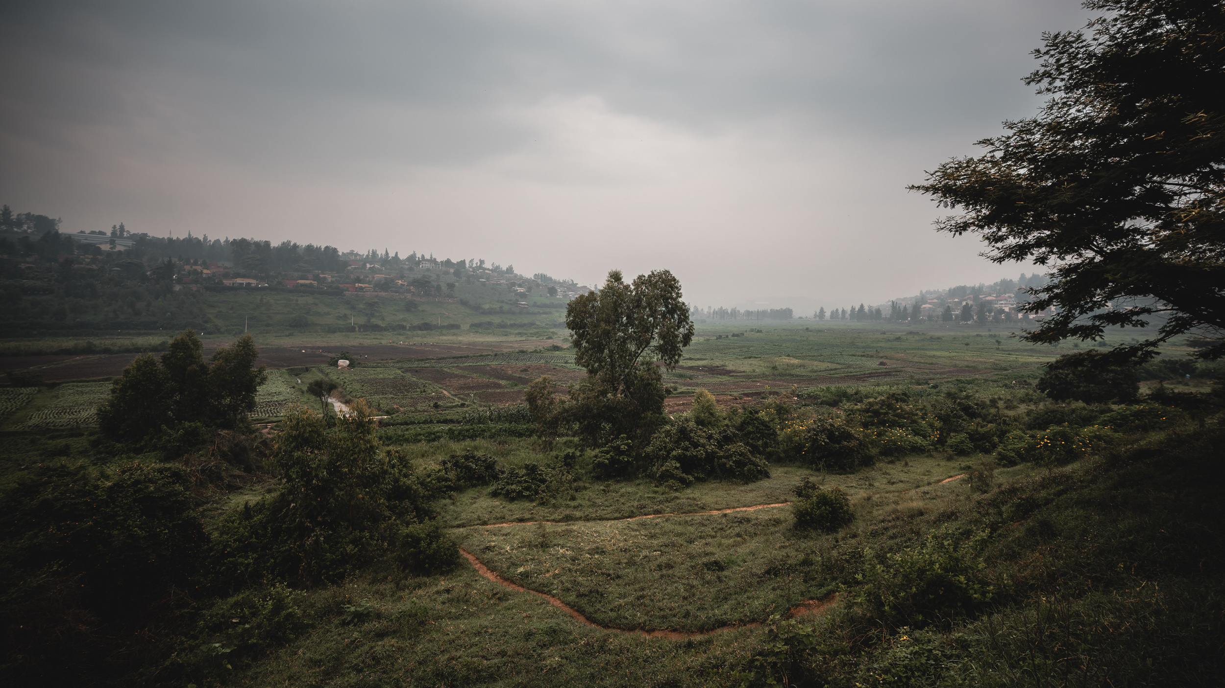 Humanity unified International Plant Trees