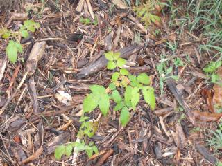 6180_black_walnut_seedlings.jpg