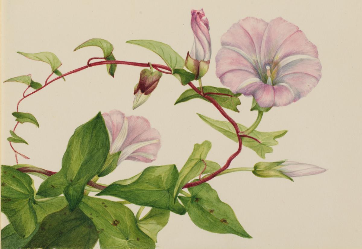 Mary Vaux Walcott: The ‘Audubon of Botany’