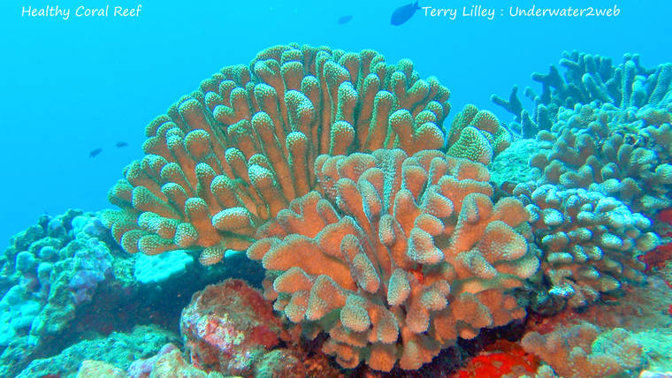 Healthy Coral Reef