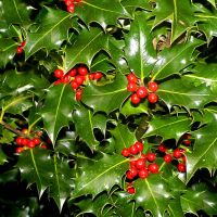 Holly Plant