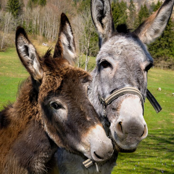 Donkey Picnic for Two at Dashing Donkeys product image