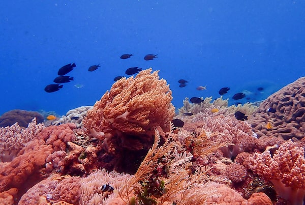 World on brink of fourth mass coral reef bleaching event, NOAA says ...