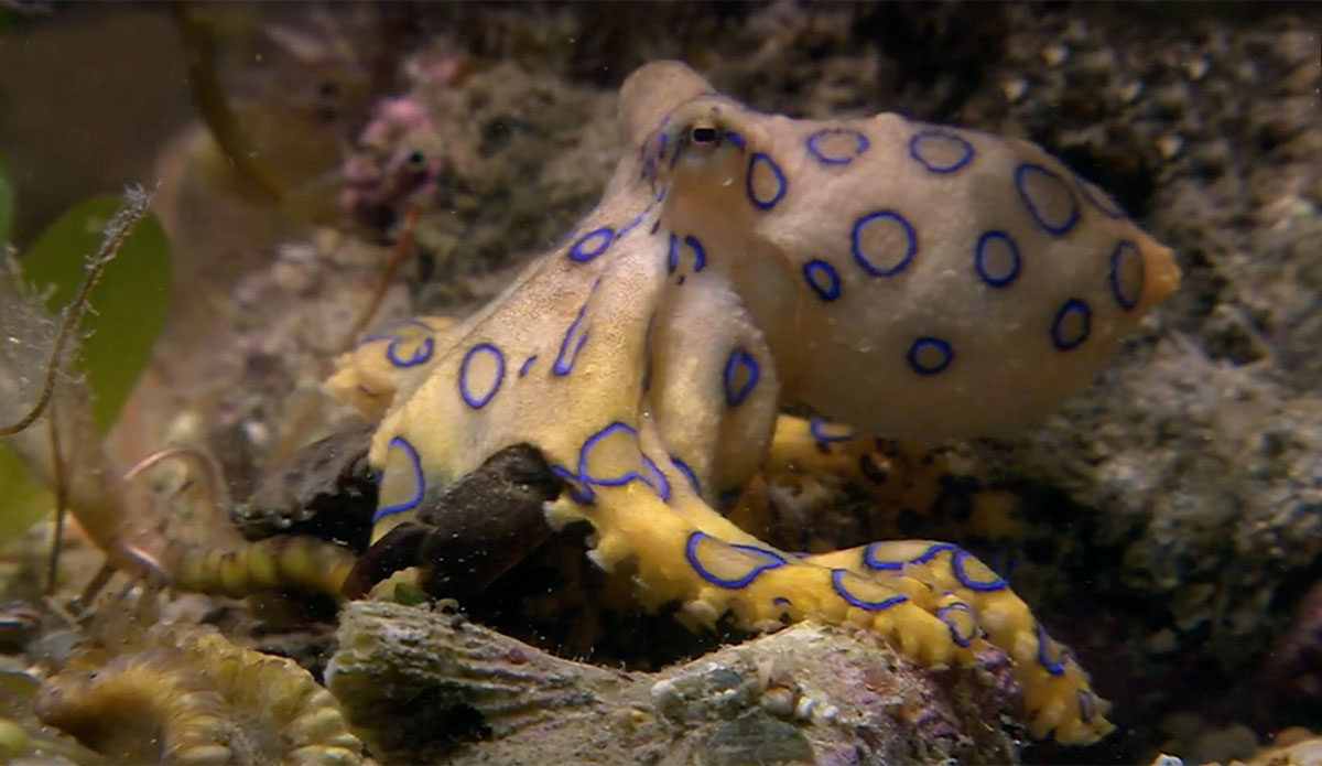 Blue Ringed Octopus Bite