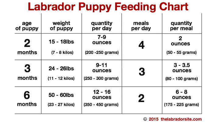 Labrador Puppy Food Chart India Huna Digitalfuturesconsortium Org