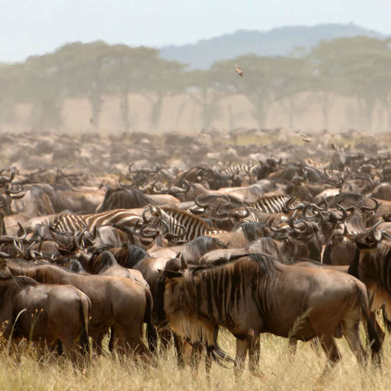 The Great Migration & Mara River Crossing - The Legacy Untold