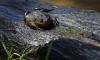 Chilean giant 'living fossil' frog at risk from climate change, human impact