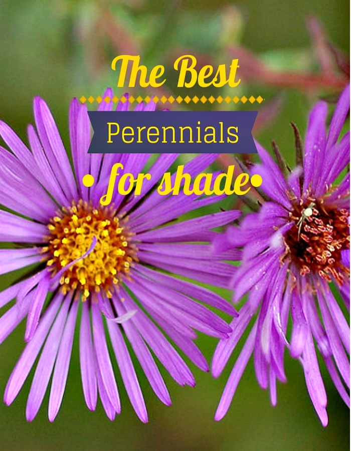 The Best Perennials for Shade