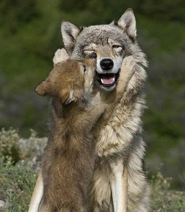 Best 380+ Wolf Names - Male & Female Names with Meanings - The Paws