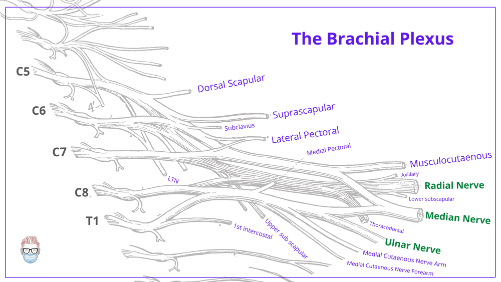 Brachial Plexus Anatomy: Roots, Trunks, Divisions, Cords & Branches