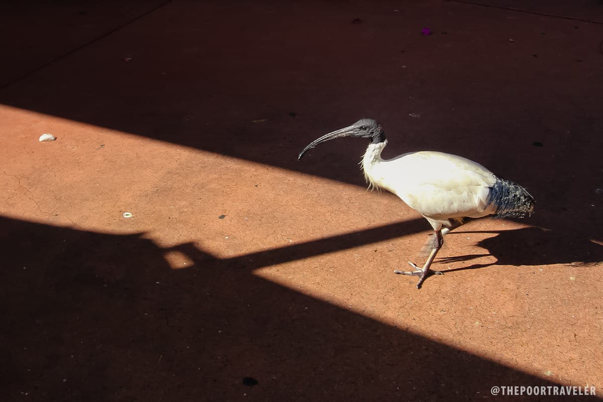 If you're dining here, beware of these birds. They're ruthless! They steal people's food .