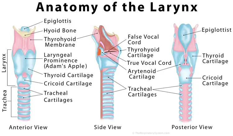 [DIAGRAM] Singing Voice Diagram - MYDIAGRAM.ONLINE