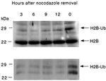 Ubiquitin Antibody in Western Blot (WB)