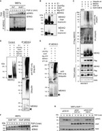 Ubiquitin Antibody in Western Blot (WB)