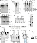 Ubiquitin Antibody in Western Blot (WB)