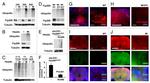 Ubiquitin Antibody in Western Blot, Immunohistochemistry (WB, IHC)