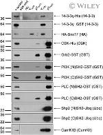 Ubiquitin Antibody in Western Blot (WB)