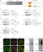 Ubiquitin Antibody in Western Blot (WB)