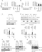 Ubiquitin Antibody in Western Blot (WB)