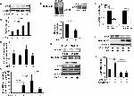 Ubiquitin Antibody in Western Blot (WB)