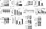 Ubiquitin Antibody in Western Blot (WB)