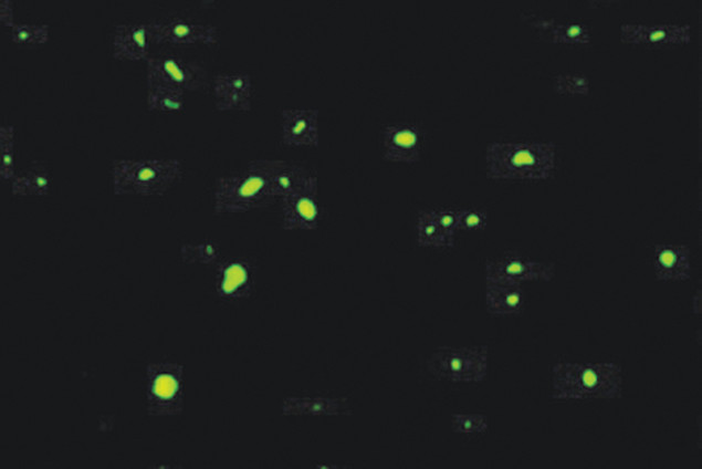 Ubiquitin Antibody in Immunohistochemistry (IHC)