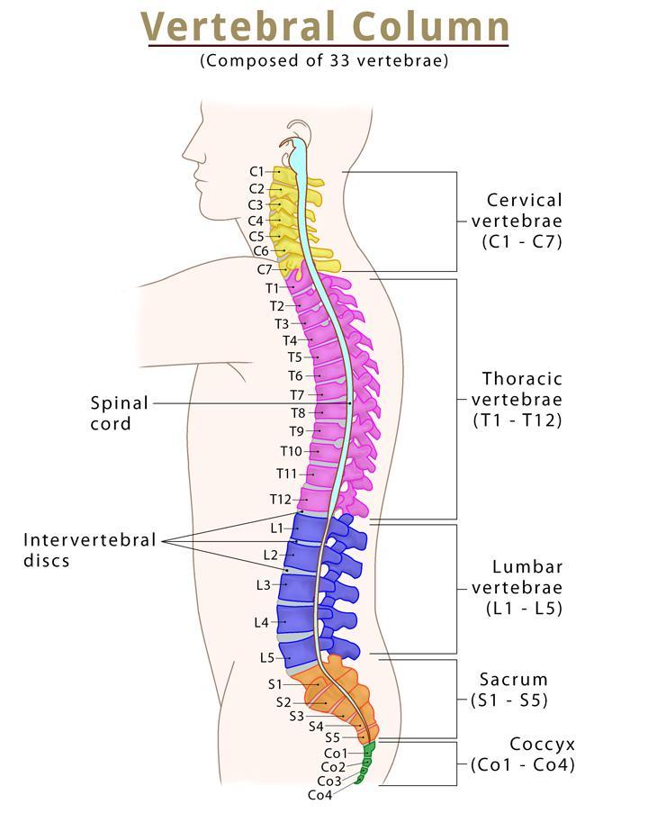 Labeled Spine Diagram Spinal Muscles Somatic Visceral Cord N