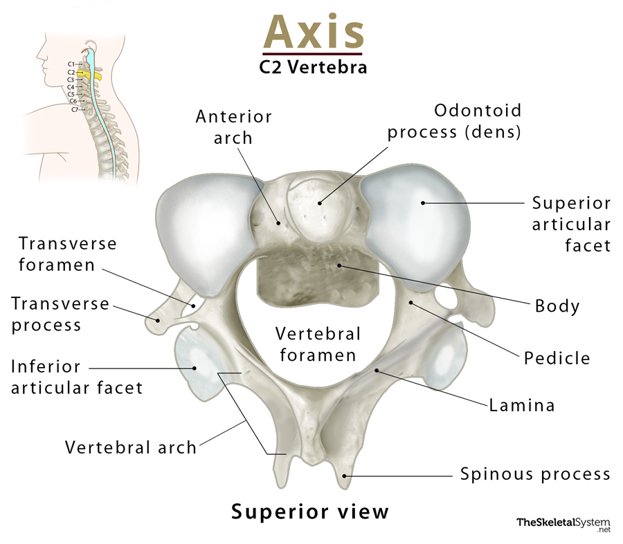 Cervical Vertebrae Labeled Axis