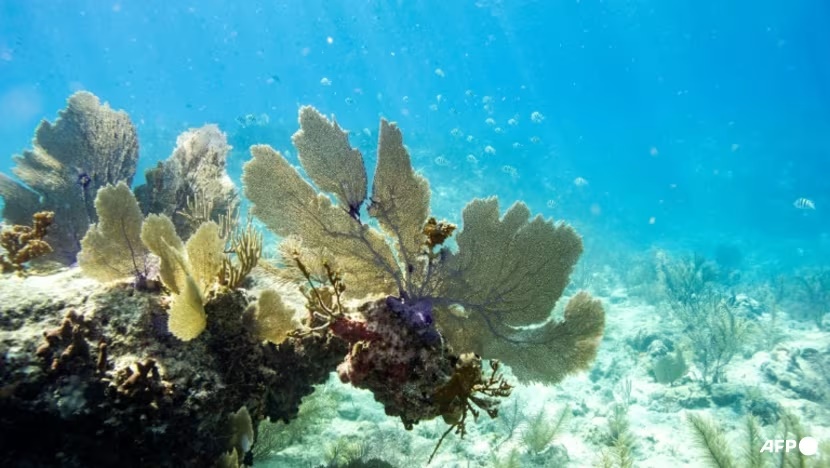 Global coral bleaching event expanding to new countries: scientists ...