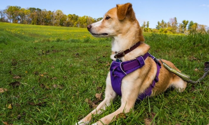 dog with dog harnesses