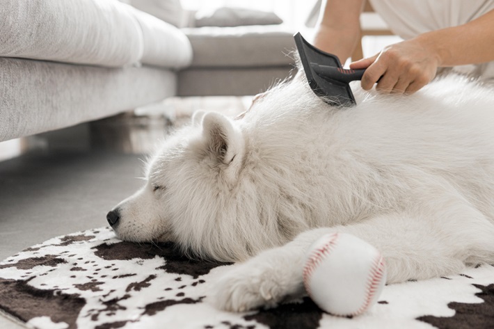 a white fully dog laying while his owner brushes him