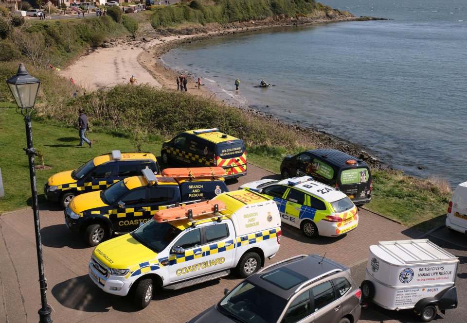 A team of experts from the British Divers Marine Life Rescue rushed to the coastal spot