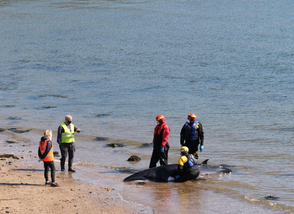 The team said the baby is 'quite weak after being stranded further round the coast'