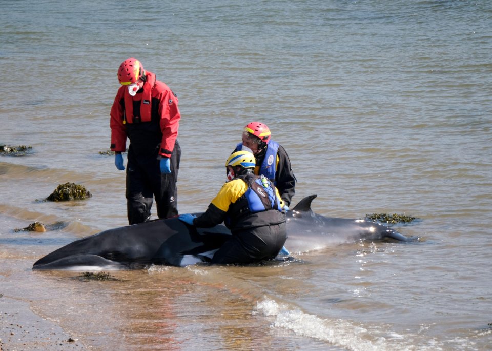 Rescuers have said 'there is a real worry' the baby whale won't survive