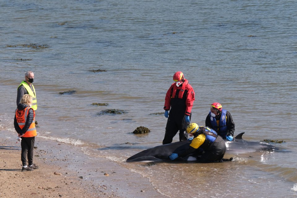 People are keeping a lookout for the parent whale