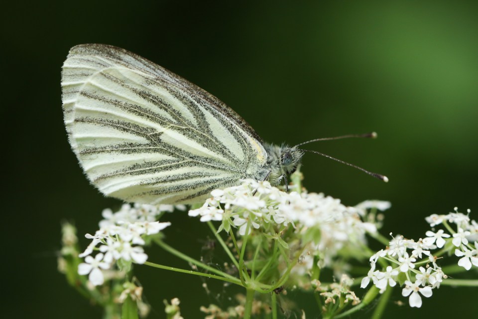 The Green-Veined White has also had a terrible summer