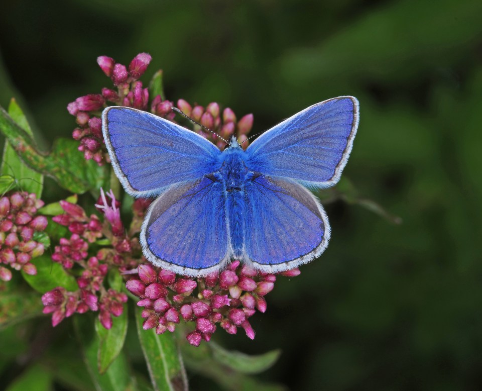 The Common Blue is among the hardest hit