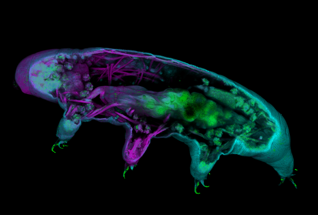 Side view of a Tardigrade.