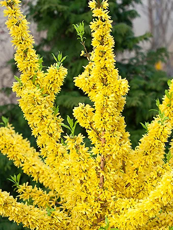 Show Off Forsythia