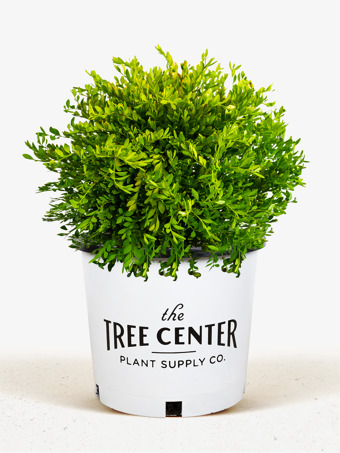 Green Gem Boxwood