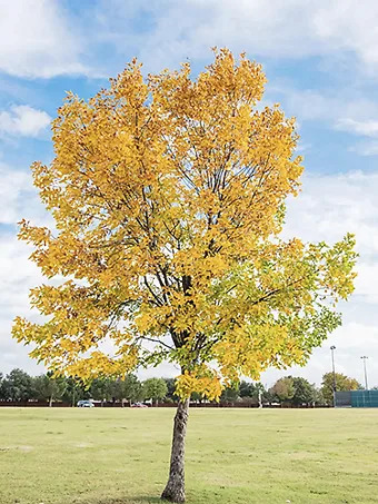 Cedar Elm Tree