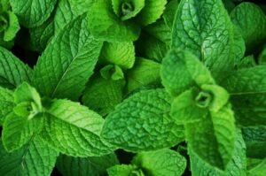 A close up of Mint 'Common' 4" Pot leaves.