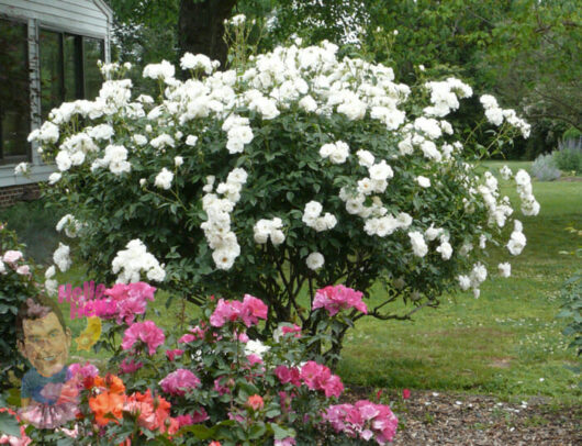 Iceberg Rose