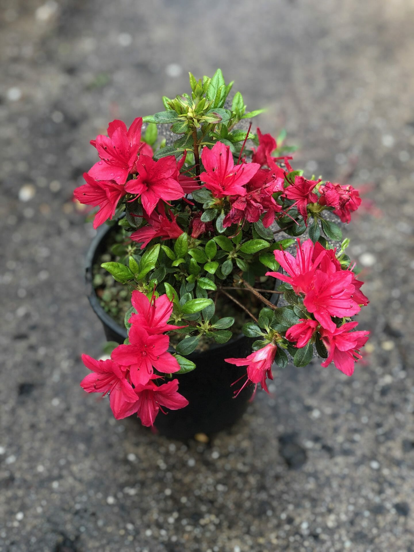 Azalea 'Christmas Cheer' 6