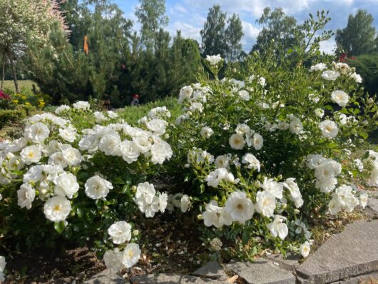 Iceberg Bush Roses