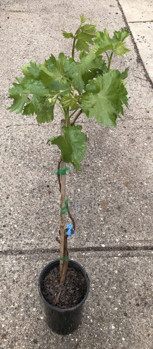 A small potted Vitis 'Crimson' Table Grape 4L with green leaves and a single, thin brown stem, secured with green ties, placed on a concrete surface.