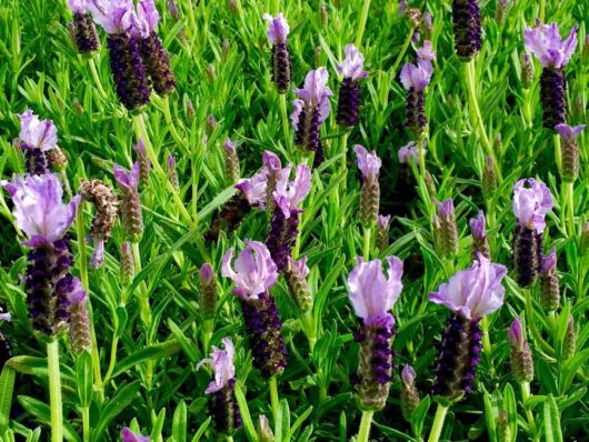 A field of Lavandula 'Sensation™ Blue' Lavender, displaying its vibrant blue blooms and lush green foliage, creates a stunning scene.