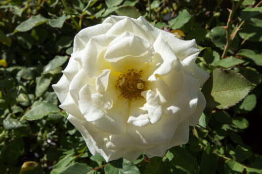 Rose 'Iceberg'