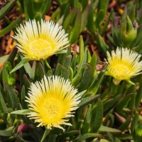 Three blooming yellow flowers with spiky petals stand out among green leaves, creating a vibrant contrast reminiscent of the vivid hues found in Carpobrotus 'Hot Pink' Pig Face.